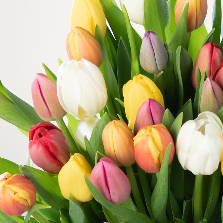 blume2000 Bunte Tulpen - 30 Stiele Sonderangebot der Fabrik