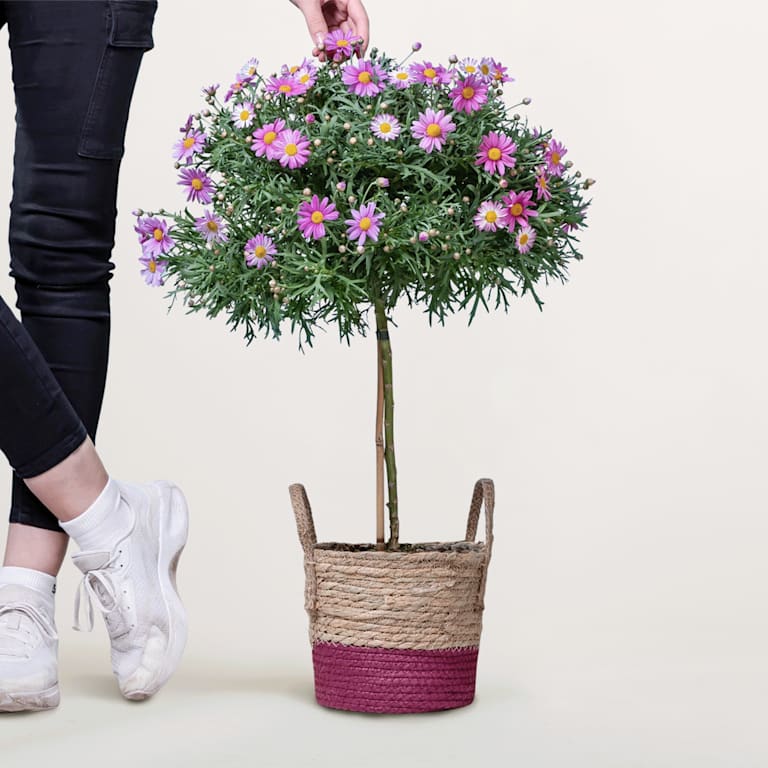 blume2000 Blühpflanze im Topf Schmuckstück