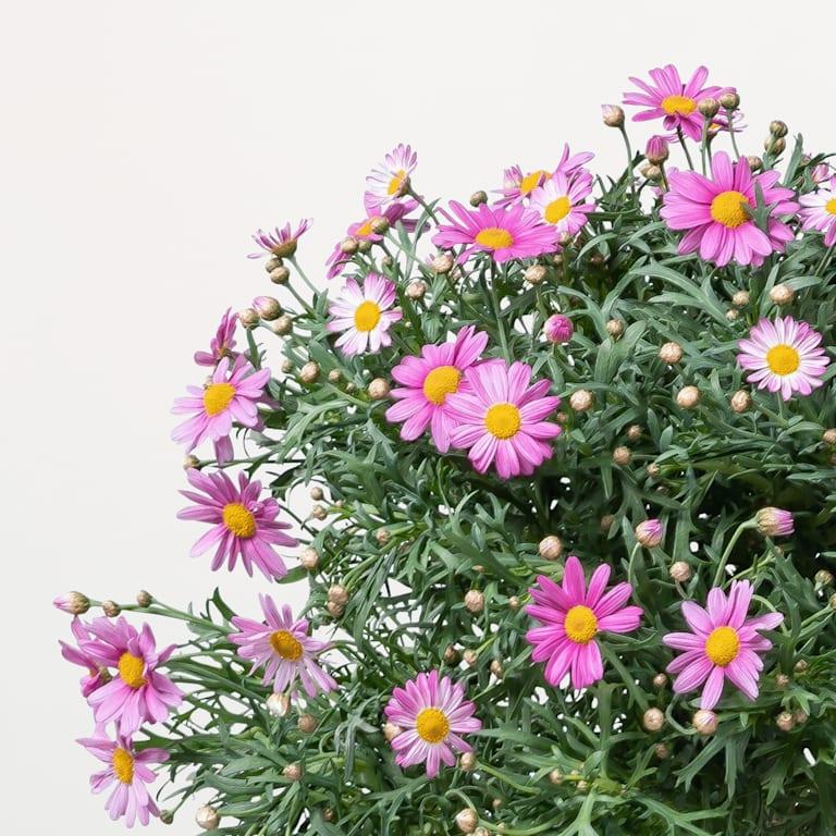 blume2000 Blühpflanze im Topf Schmuckstück Vierteljährliche Förderung