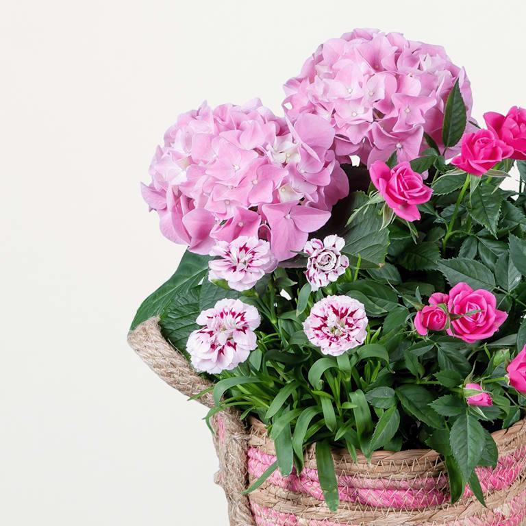 blume2000 Blühpflanze im Topf Blütenkorb 50% Rabatt mit kostenlosem Versand
