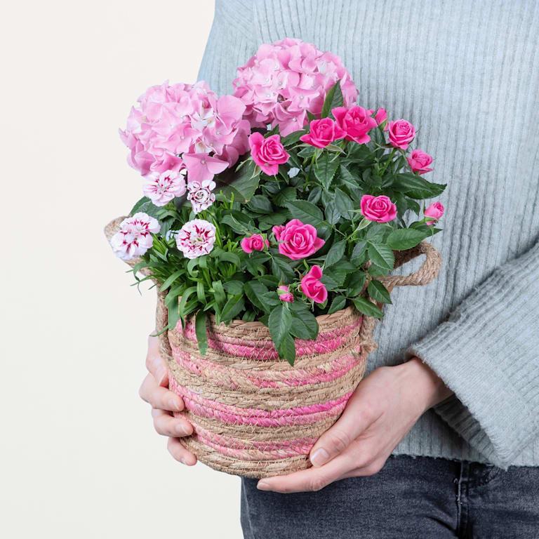 blume2000 Blühpflanze im Topf Blütenkorb 50% Rabatt mit kostenlosem Versand