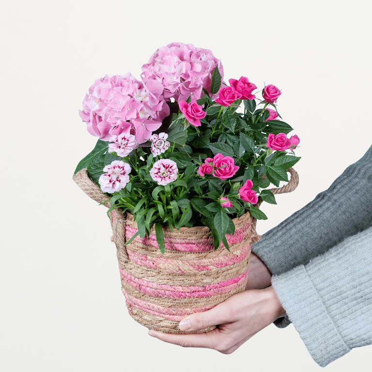 blume2000 Blühpflanze im Topf Blütenkorb 50% Rabatt mit kostenlosem Versand
