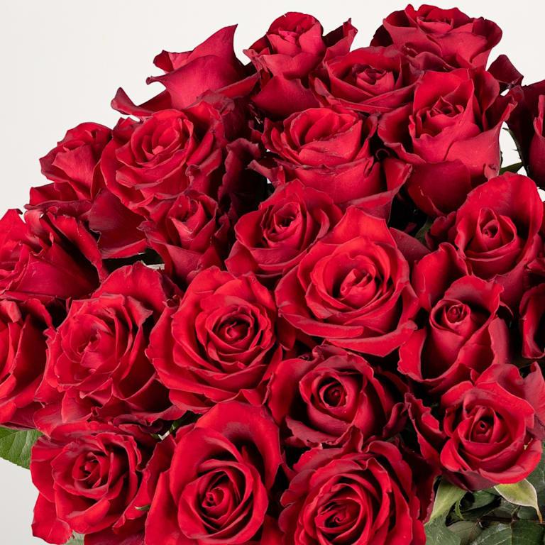 blume2000 Rote Premium-Rosen - 25 Stiele Clearance-Verkauf