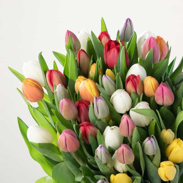 blume2000 Bunte Tulpen - 50 Stiele Kostenloser Versand international
