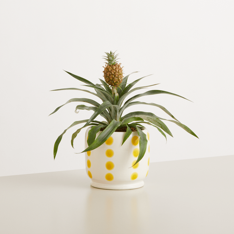 blume2000 Grünpflanze im Topf Tropical Beauty