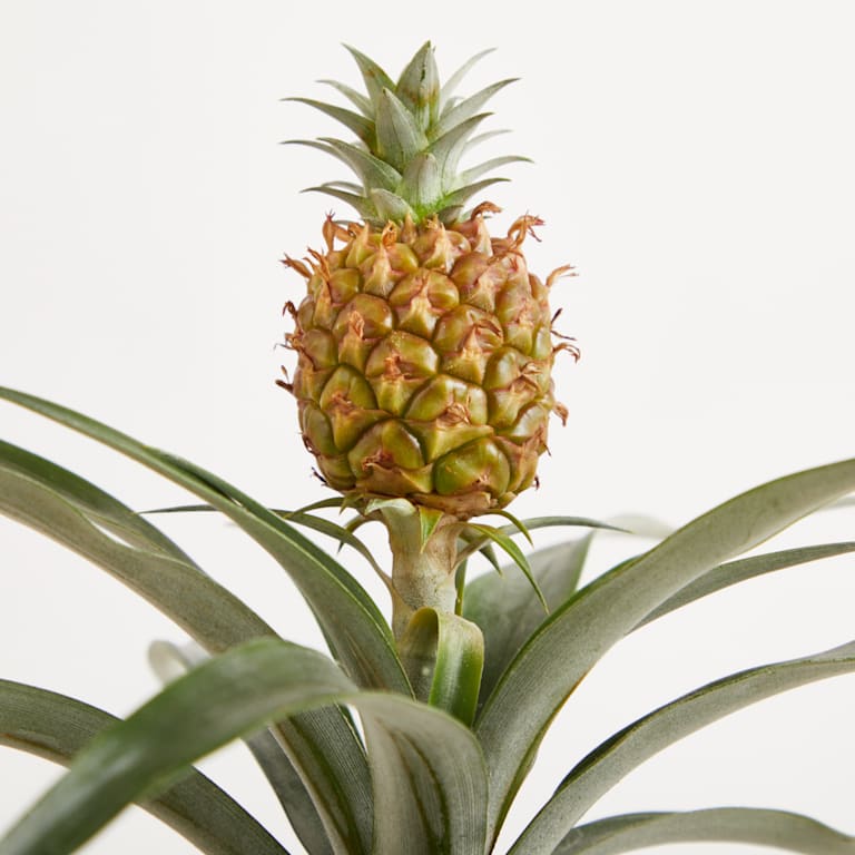 blume2000 Grünpflanze im Topf Tropical Beauty 50% Rabatt für begrenzte Zeit