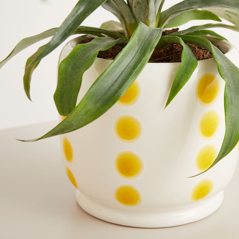 blume2000 Grünpflanze im Topf Tropical Beauty 50% Rabatt für begrenzte Zeit