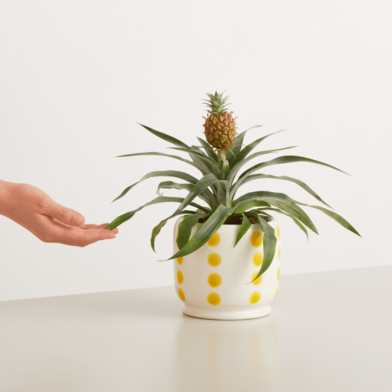 blume2000 Grünpflanze im Topf Tropical Beauty 50% Rabatt für begrenzte Zeit