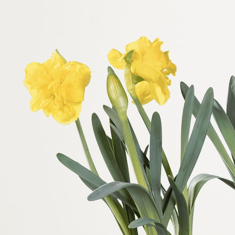 blume2000 Blühpflanze im Topf Sweet Sunshine 2025