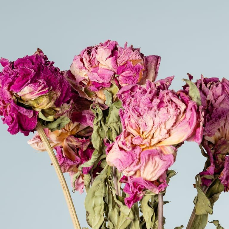 blume2000 Trockenblumenbund Paeonie Neueste Mode