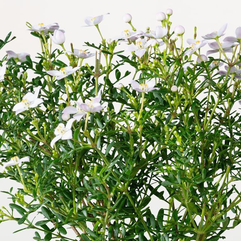 blume2000 Blühpflanze im Topf Ostertraum Saisonale Angebote