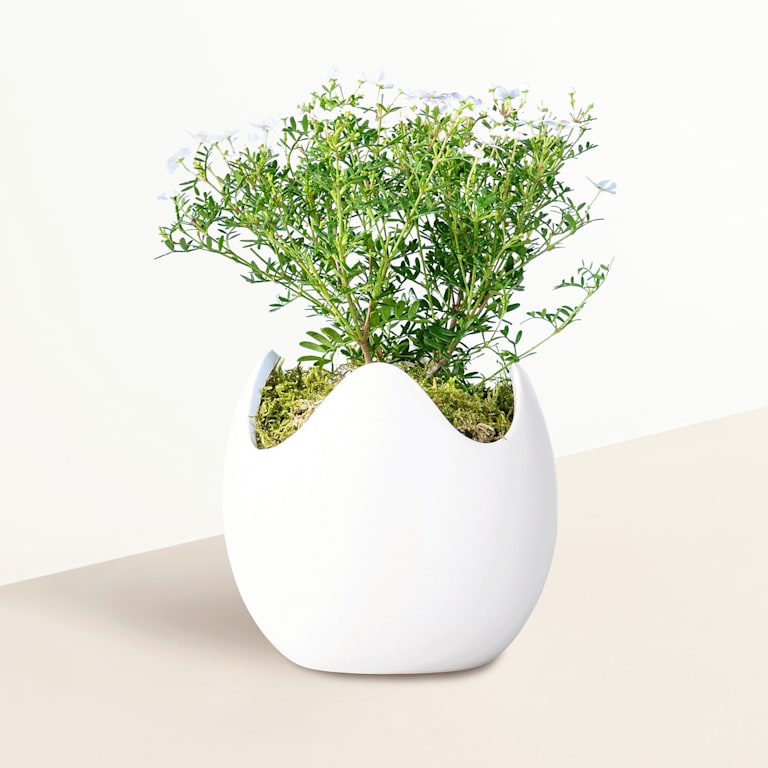 blume2000 Blühpflanze im Topf Ostertraum Saisonale Angebote