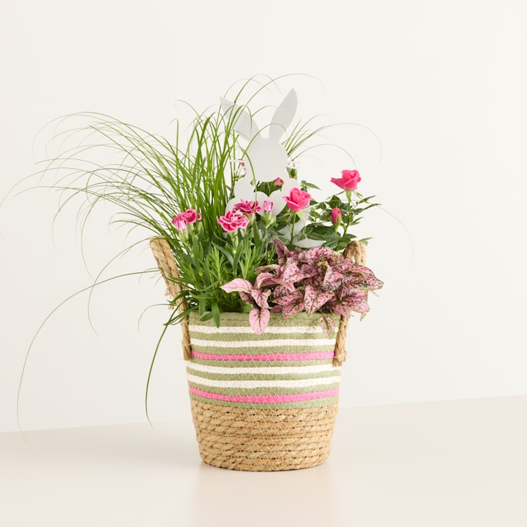blume2000 Blühpflanze im Topf Easter Bunny