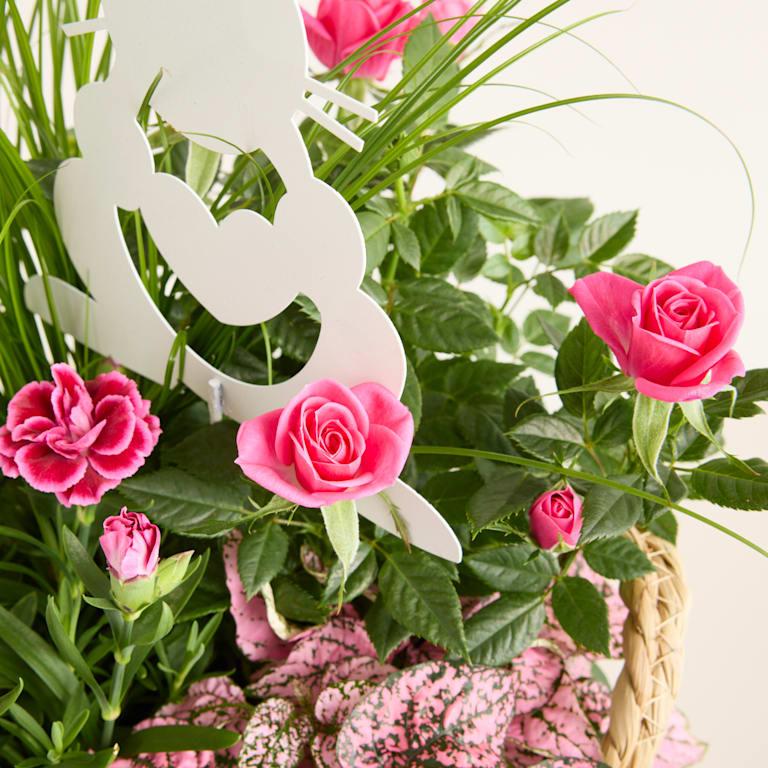 blume2000 Blühpflanze im Topf Easter Bunny Räumungsverkauf