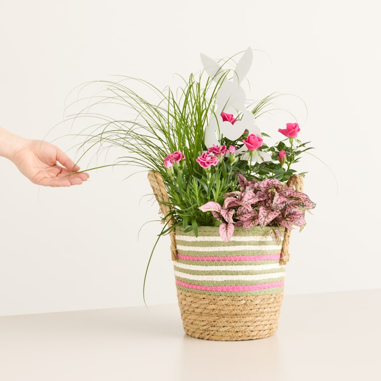 blume2000 Blühpflanze im Topf Easter Bunny Räumungsverkauf