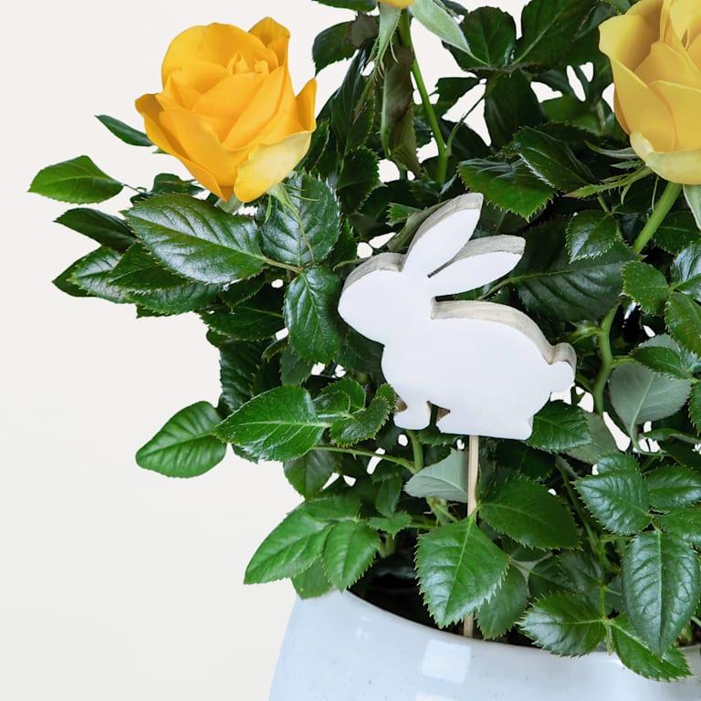 blume2000 Blühpflanze im Topf Strahlende Freude Kauf eins, bekomm eins gratis