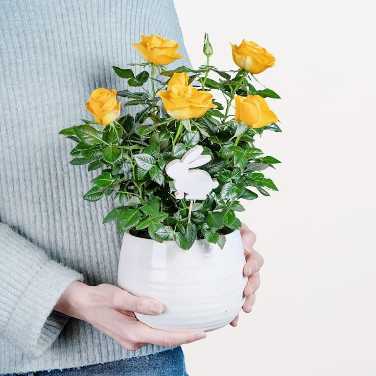 blume2000 Blühpflanze im Topf Strahlende Freude Kauf eins, bekomm eins gratis