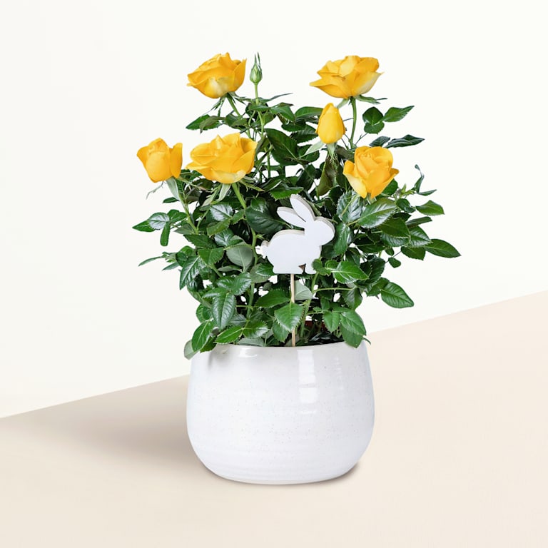 blume2000 Blühpflanze im Topf Strahlende Freude Kauf eins, bekomm eins gratis