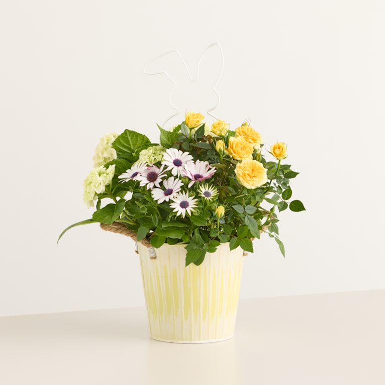 blume2000 Blühpflanze im Topf Happy Easter