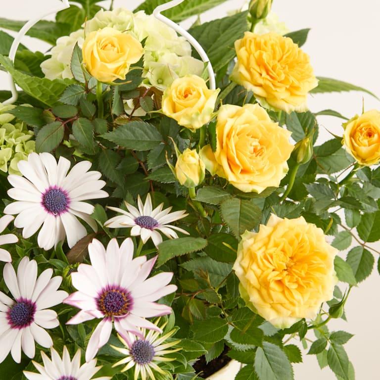 blume2000 Blühpflanze im Topf Happy Easter Tägliche Deals