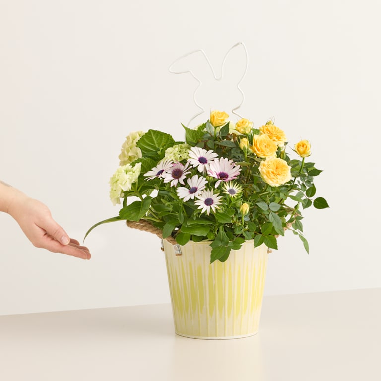 blume2000 Blühpflanze im Topf Happy Easter Tägliche Deals