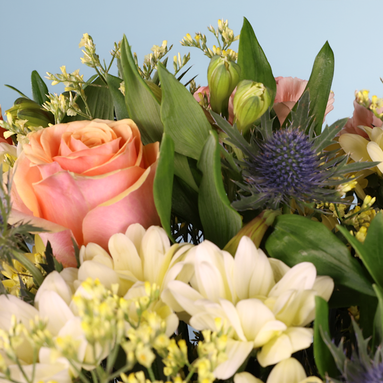 blume2000 Sonnenkuss Sonderangebote