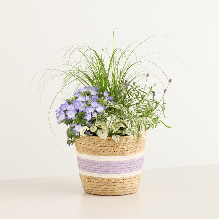 blume2000 Blühpflanze im Topf Sommerduft