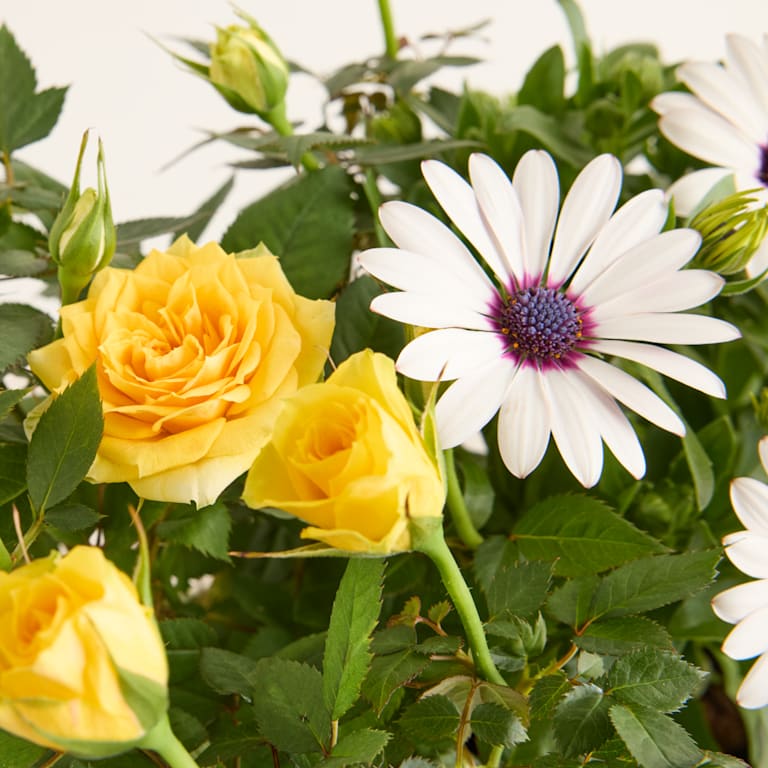blume2000 Blühpflanze im Topf Frühlingsgarten Begrenzte Freigabe