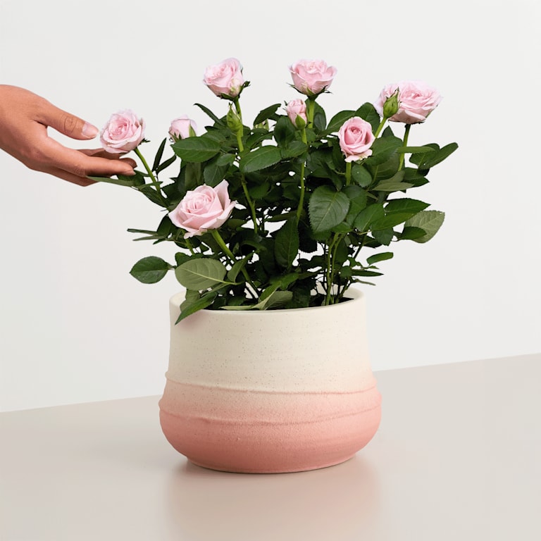 blume2000 Blühpflanze im Topf Blütenschein