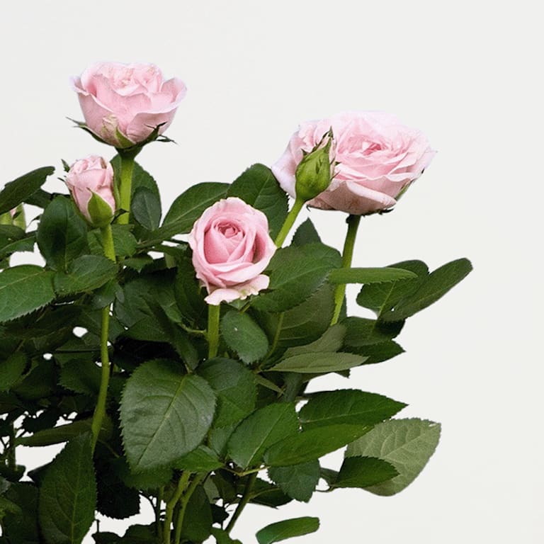 blume2000 Blühpflanze im Topf Blütenschein Neueste Stile