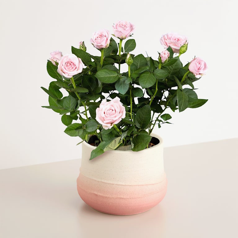 blume2000 Blühpflanze im Topf Blütenschein Neueste Stile