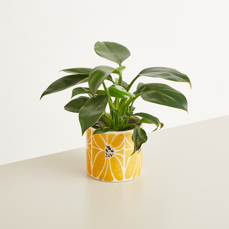 blume2000 Keramik Übertopf Blume Gelb - 12 cm Bis zu 60% Rabatt