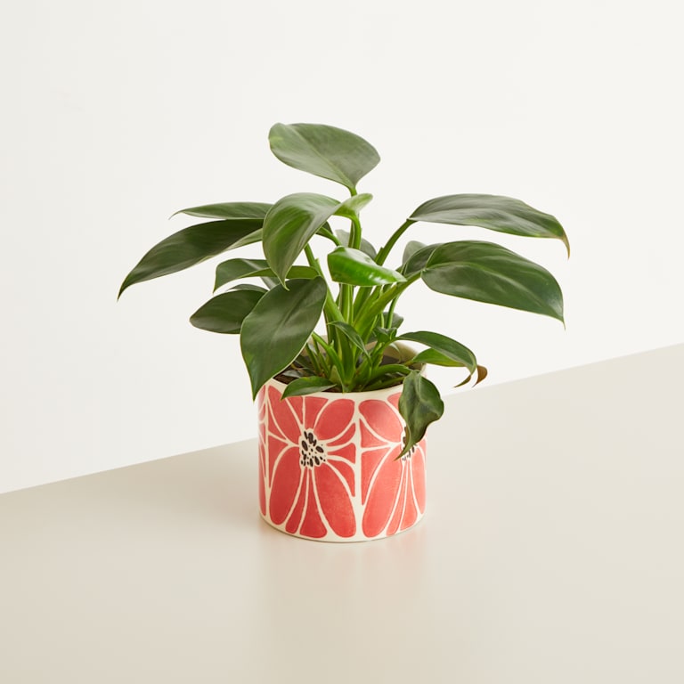 blume2000 Keramik Übertopf Blume Rot - 12 cm Nur für heute