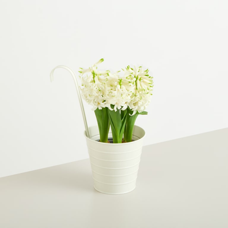 blume2000 Metall Hängetopf Creme - 13 cm Kostenloser Versand international