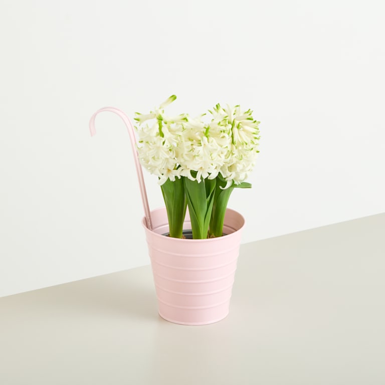 blume2000 Metall Hängetopf Rosa - 13 cm Begrenzt auf 3 Tage