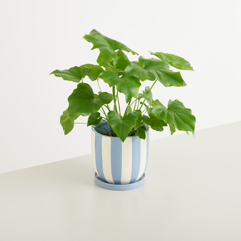 blume2000 Keramik Übertopf Blau Gestreift - 14 5 cm