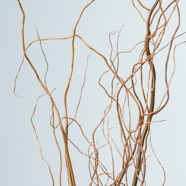 blume2000 Korkenzieherweide 'Salix' Zweige - 1 Bund Rabatt