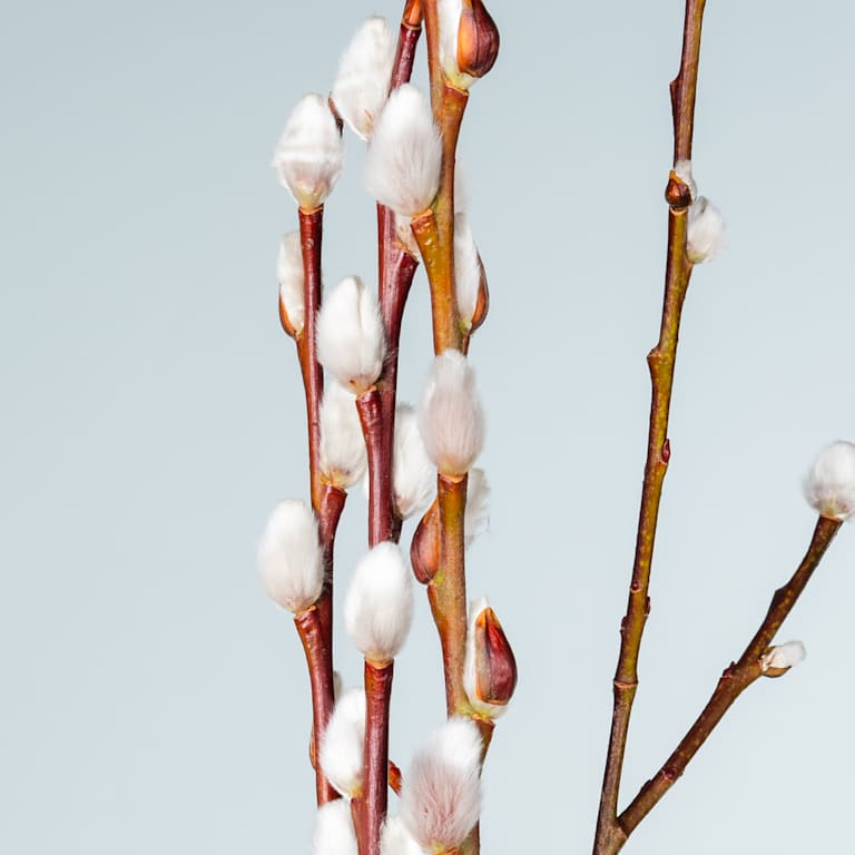 blume2000 Weidenkätzchen - 10 Stück Günstig kaufen