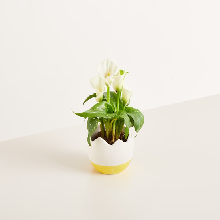 blume2000 Keramik Übertopf Ei Gelb - 10 5 cm