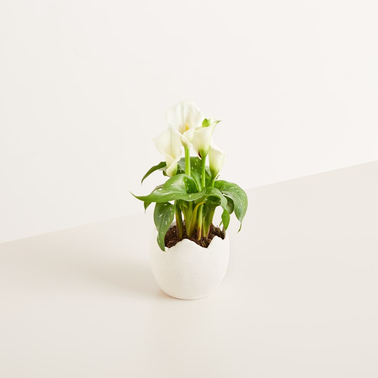 blume2000 Keramik Übertopf Ei Sand - 10 5 cm