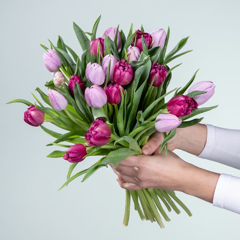 blume2000 Lila Tulpen - 20 Stiele