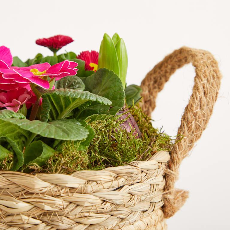 blume2000 Blühpflanze im Topf Frühlingsflirt Letzte 3 Tage