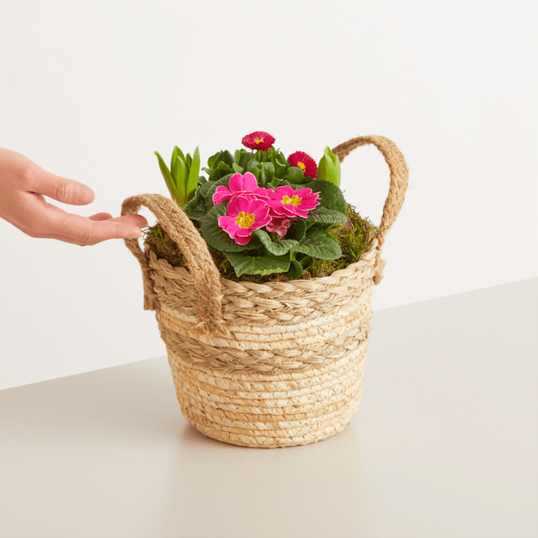 blume2000 Blühpflanze im Topf Frühlingsflirt Letzte 3 Tage