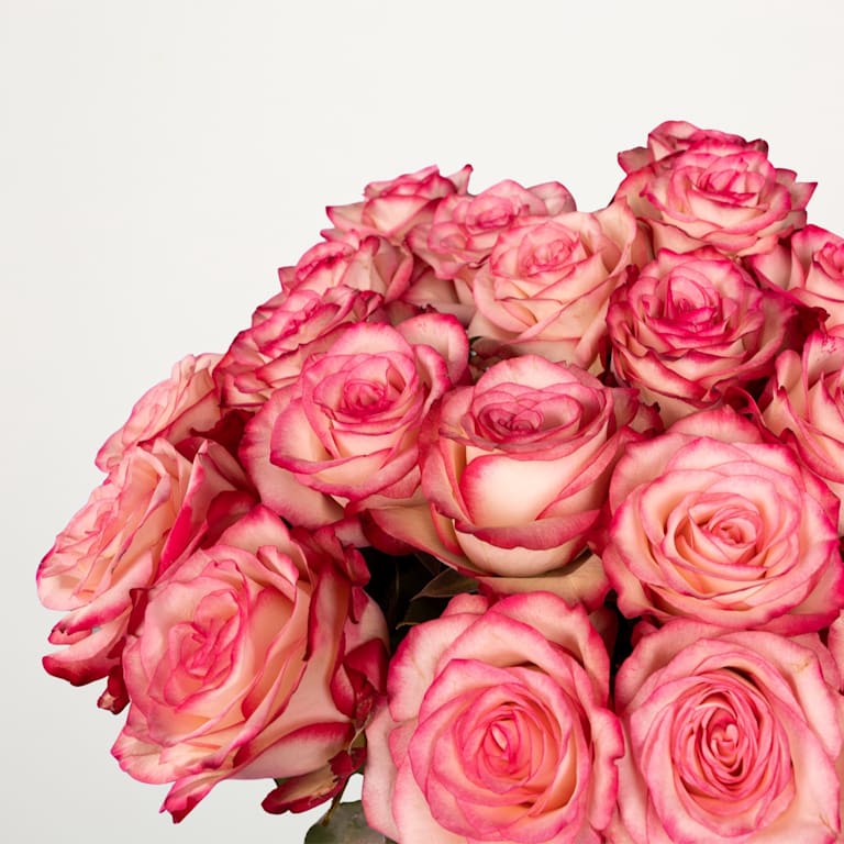 blume2000 Zweifarbige Rosen 'Paloma' - 20 Stiele Kostenloser Versand international