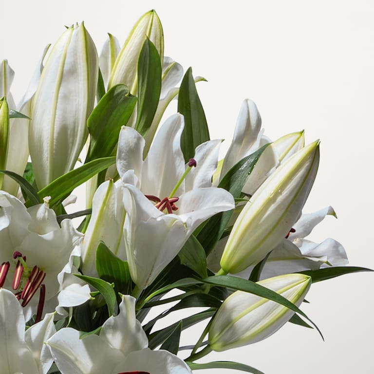 blume2000 Weiße Lilien - 10 Stiele Black Friday Preise