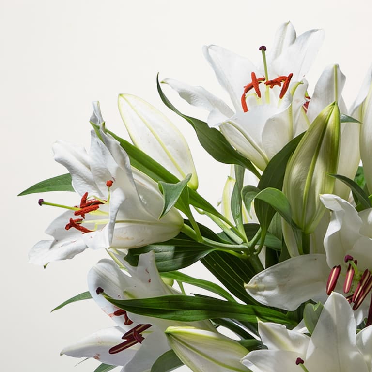 blume2000 Weiße Lilien - 10 Stiele Black Friday Preise