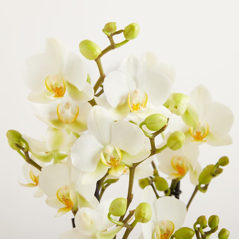 blume2000 Orchidee im Topf Blütenfestival Im Verkauf