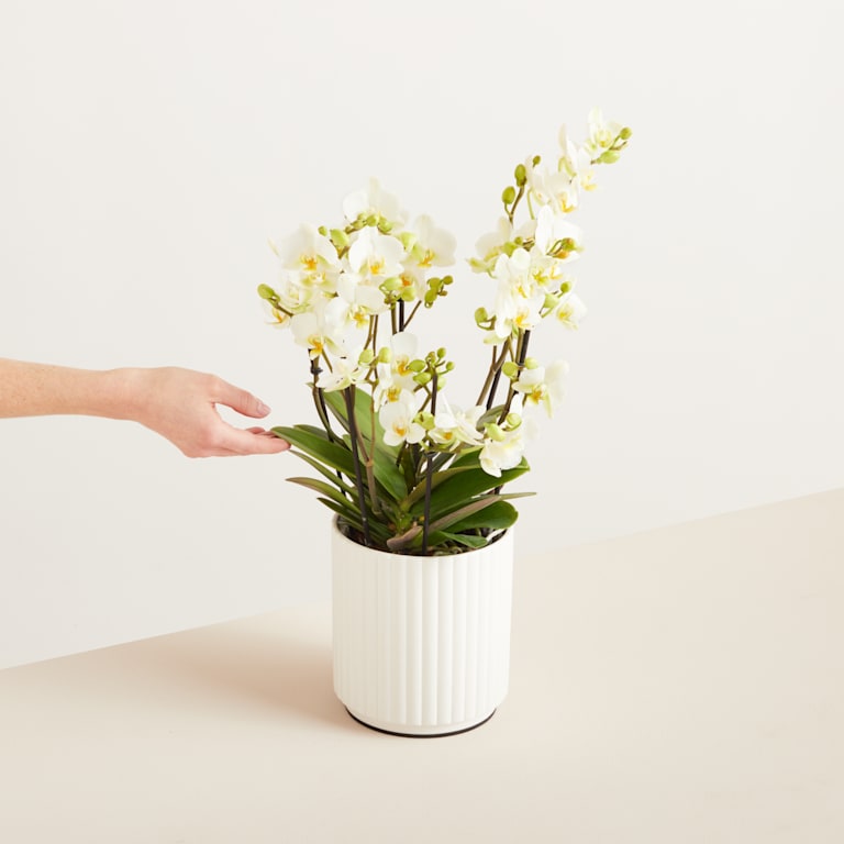 blume2000 Orchidee im Topf Blütenfestival Im Verkauf