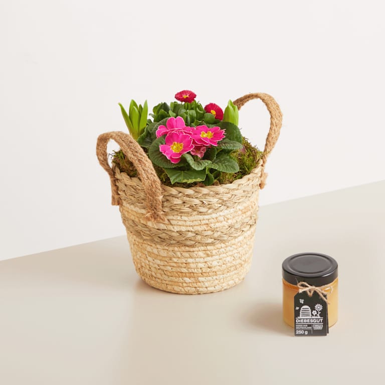 blume2000 Blühpflanze im Topf Frühlingsflirt mit Diebesgut Honig 250g
