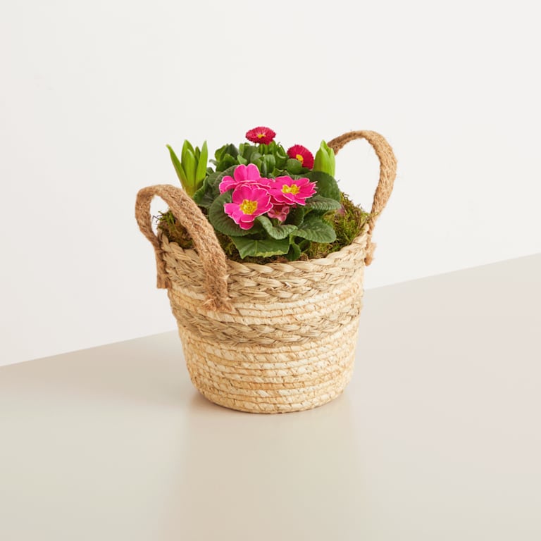 blume2000 Blühpflanze im Topf Frühlingsflirt mit Diebesgut Honig 250g 2025